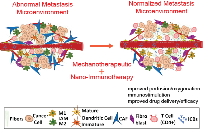 TOC metastasis ms new VV