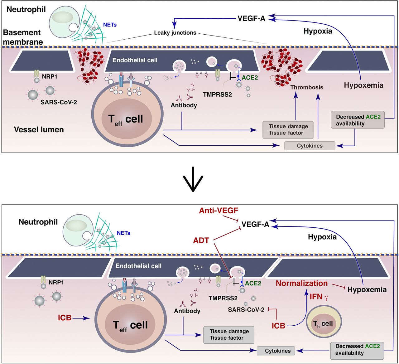 Lance L. Munn et al clinical cancer research