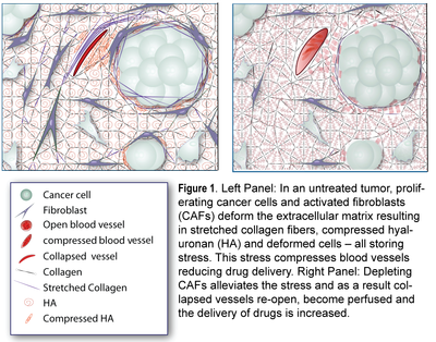 CBL Stromamech Figure 1