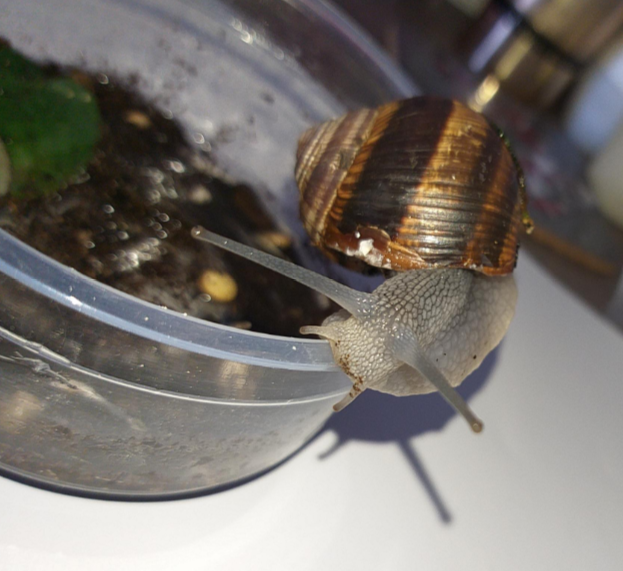 snail.PNG